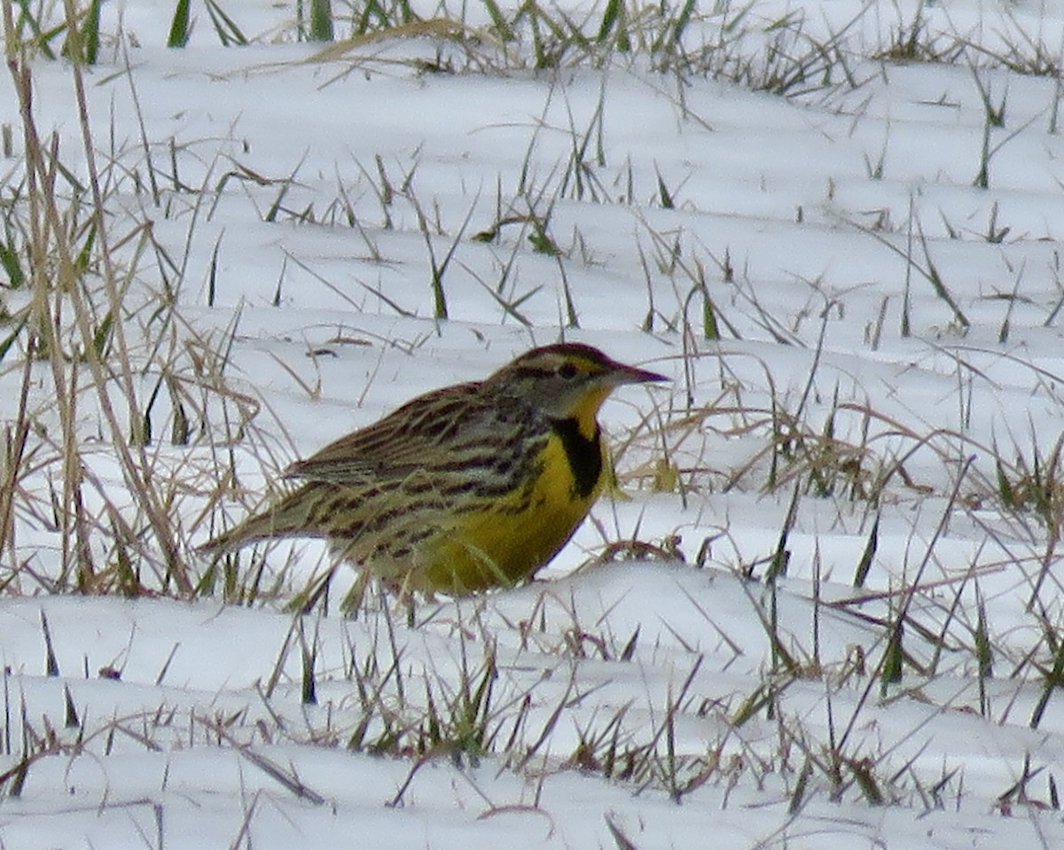 Eastern Meadowlark - Michael Good