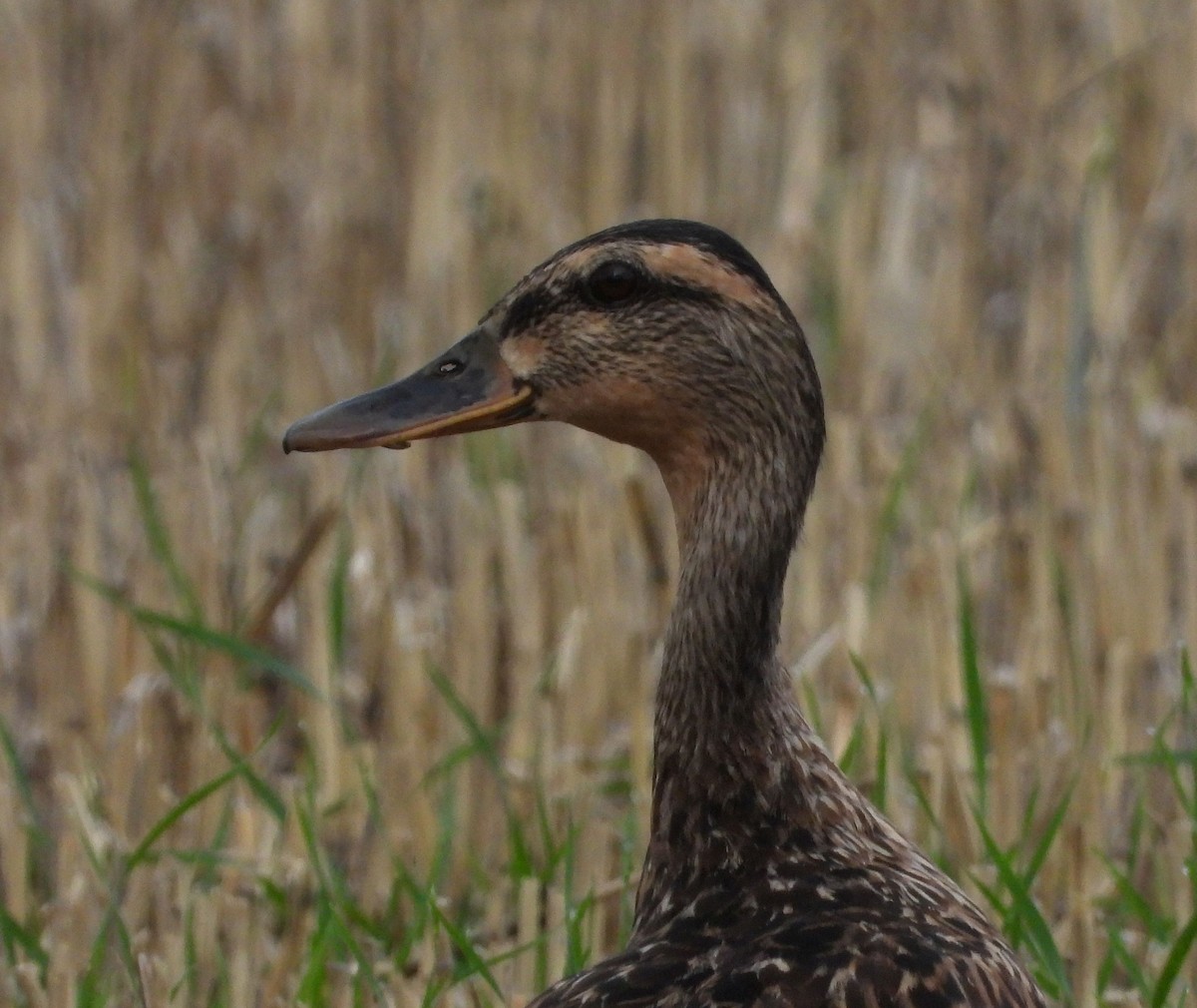 Mallard - ML613904416