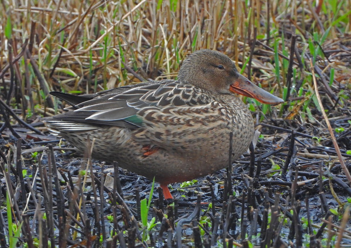 Northern Shoveler - ML613904435