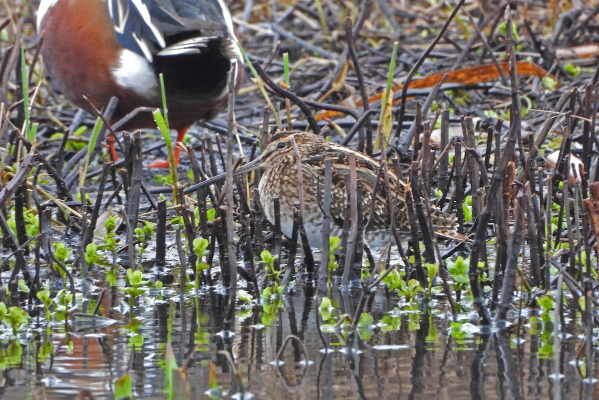 Common Snipe - ML613904445