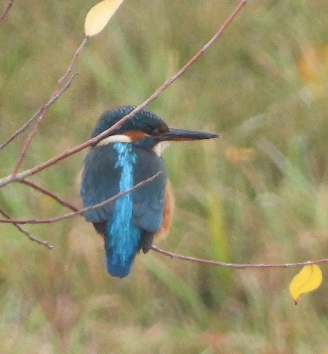 Common Kingfisher - ML613904450