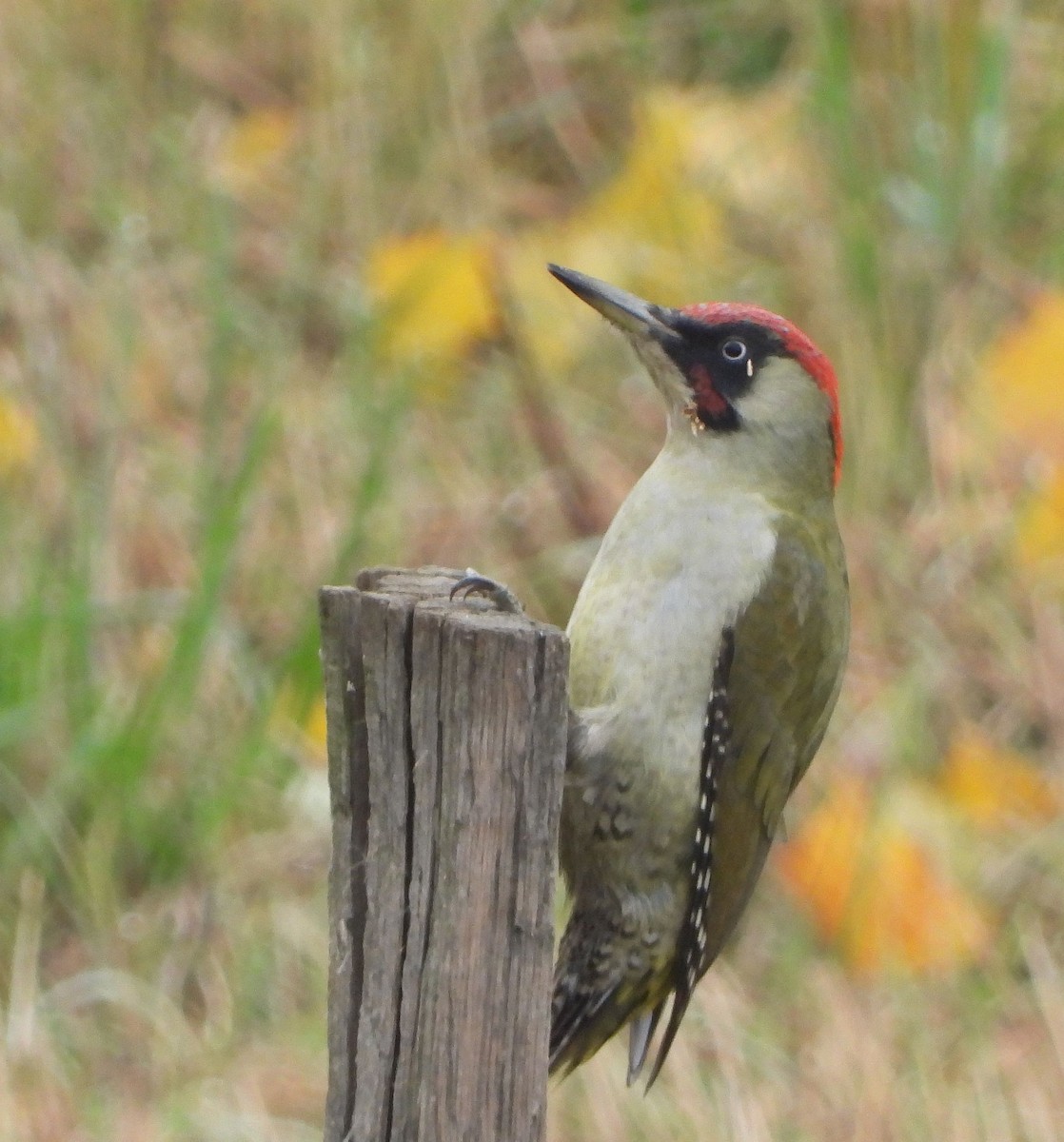 Eurasian Green Woodpecker - ML613904452