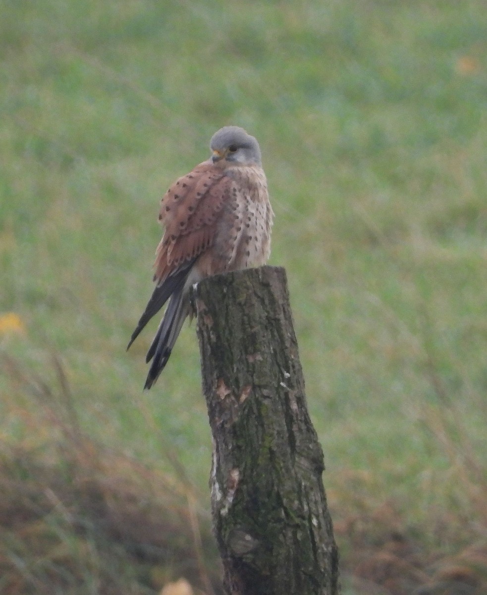 Eurasian Kestrel - ML613904459