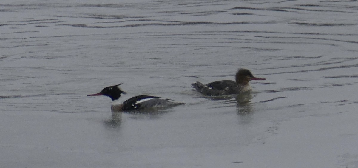 Red-breasted Merganser - ML613904460