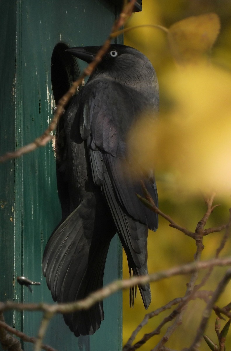 Eurasian Jackdaw - ML613904467