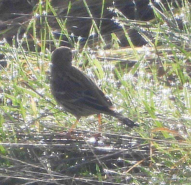 Meadow Pipit - ML613904487