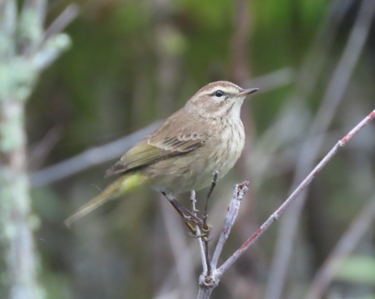 Palm Warbler - Steven Hopp