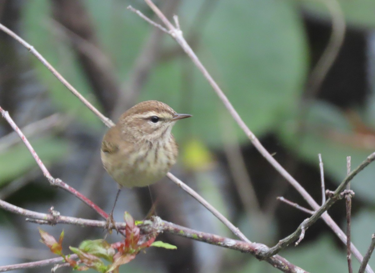 Palm Warbler - ML613904493