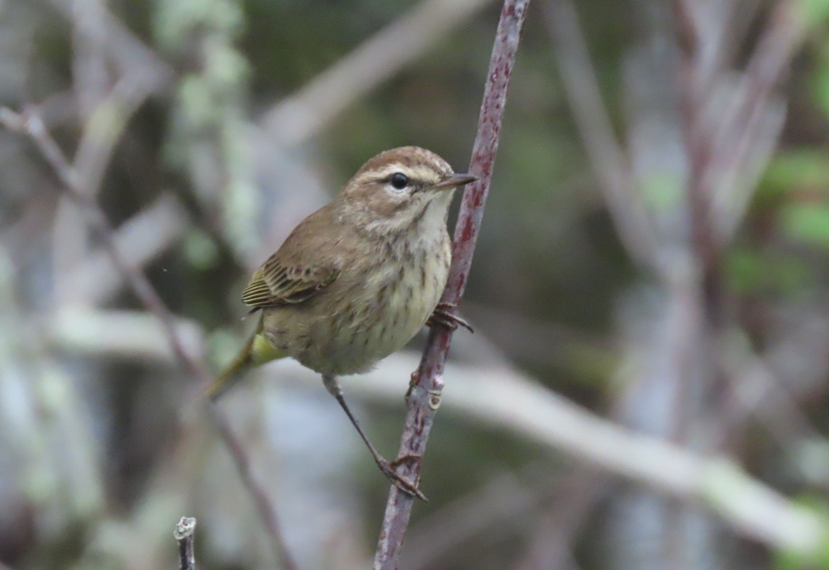 Palm Warbler - ML613904494