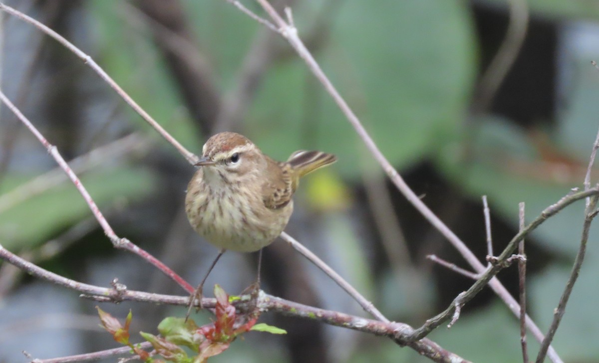 Palm Warbler - ML613904496