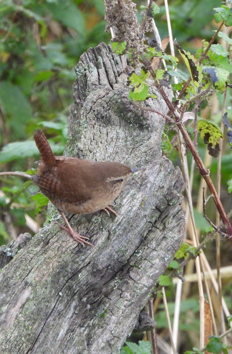 Eurasian Wren - ML613904519