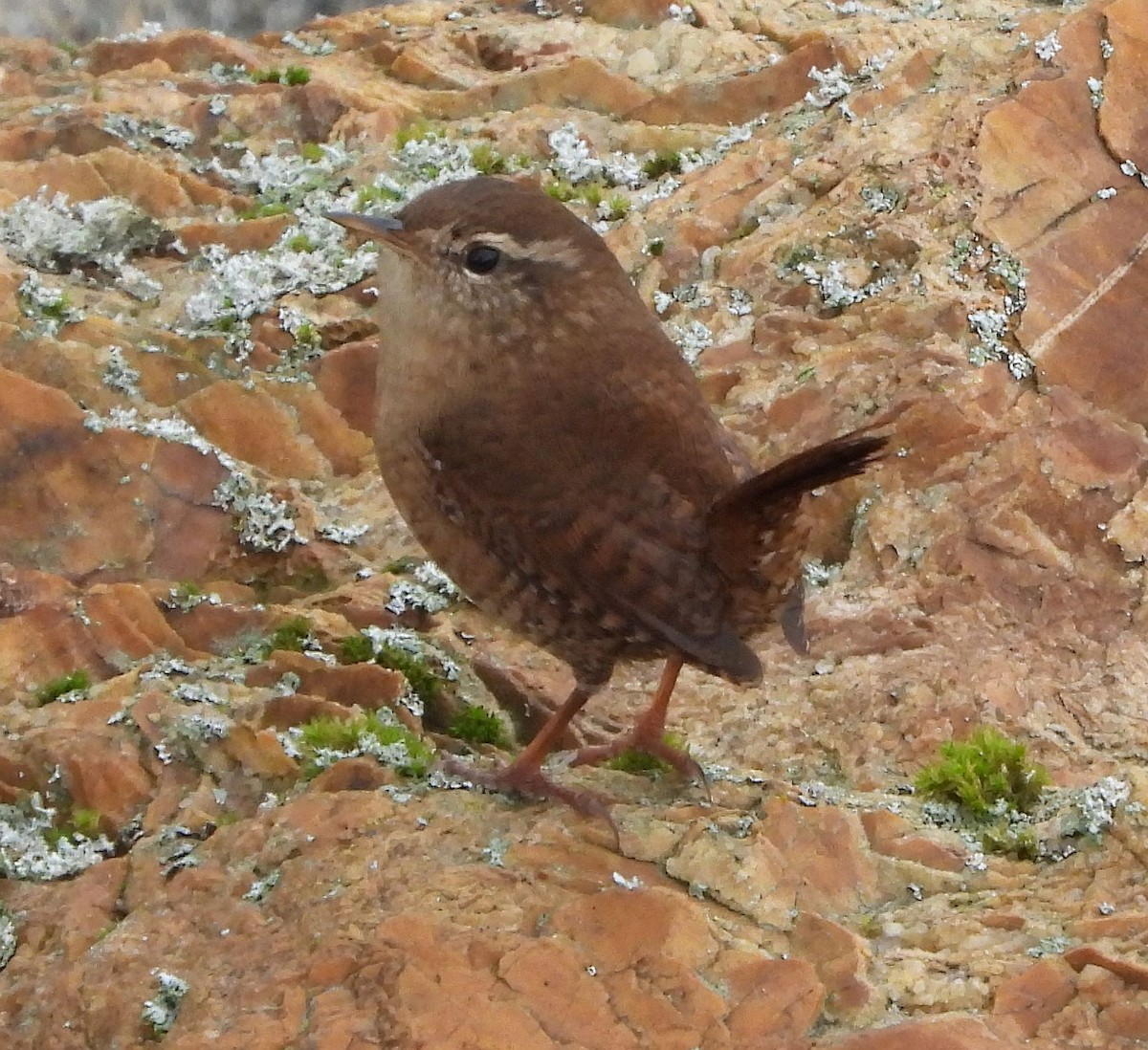 Eurasian Wren - ML613904520