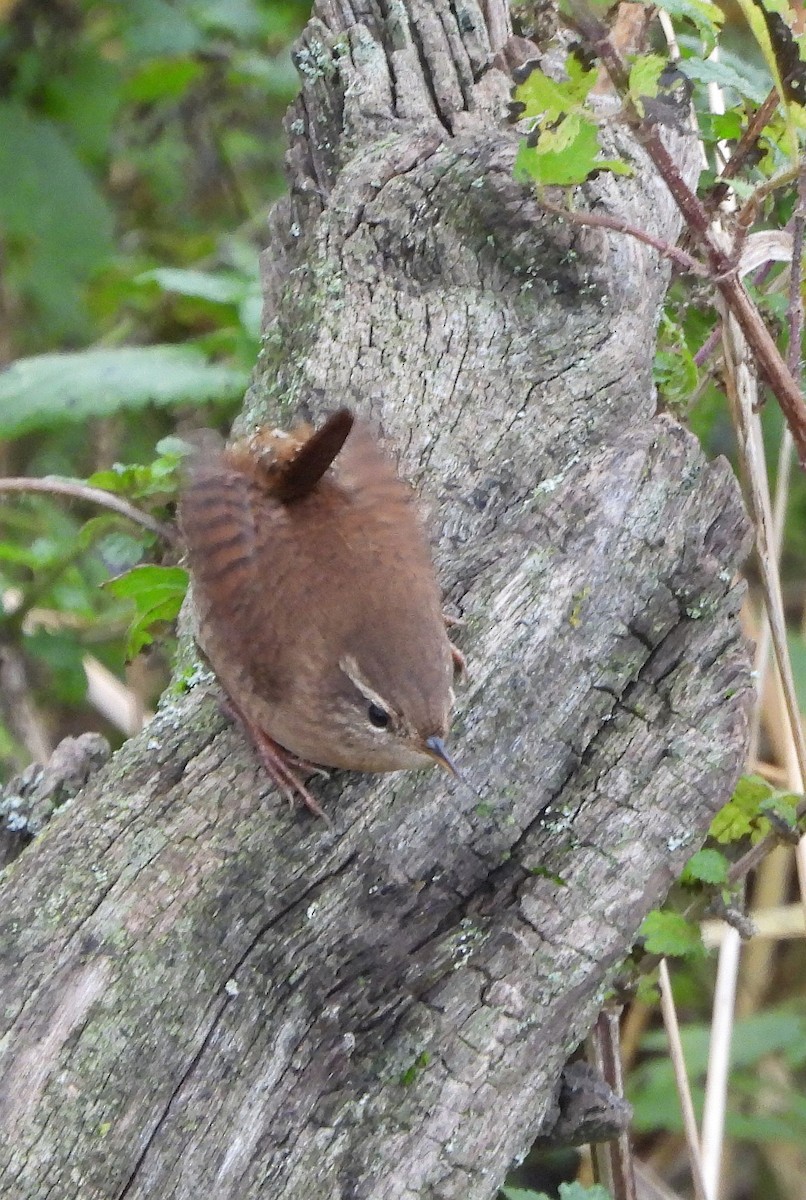 Eurasian Wren - ML613904521