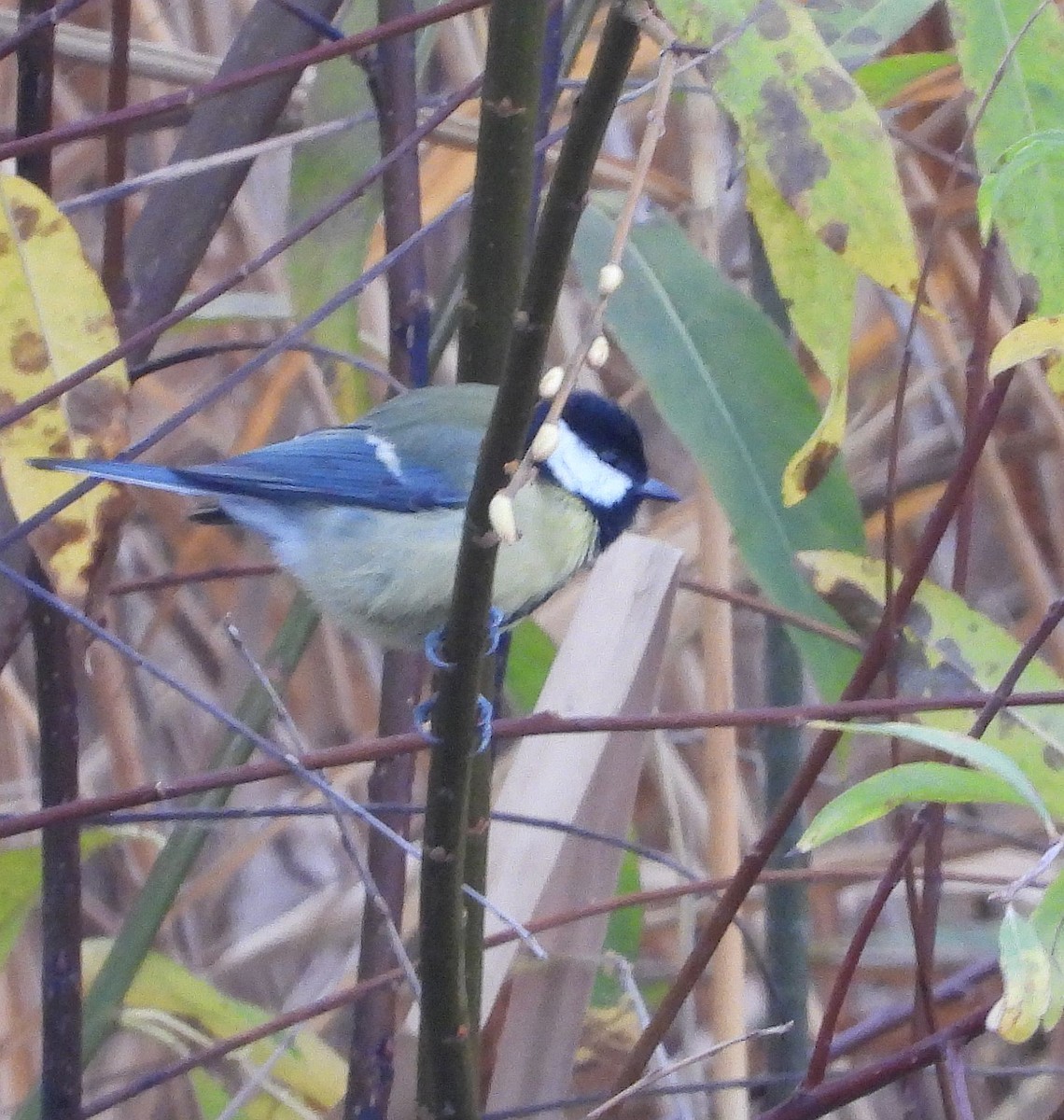 Great Tit - ML613904530