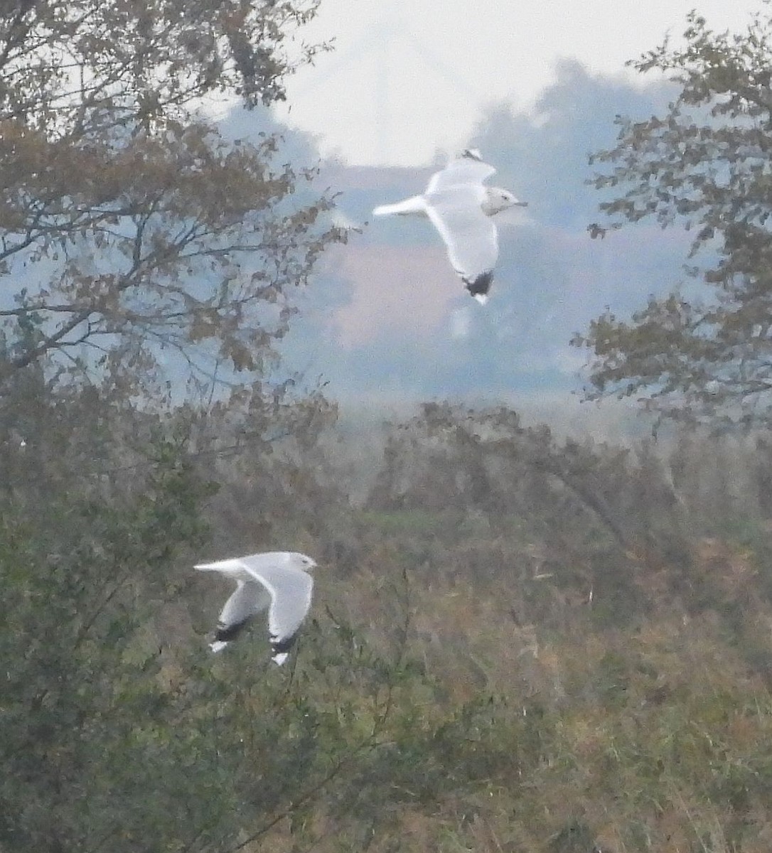 Common Gull - ML613904616