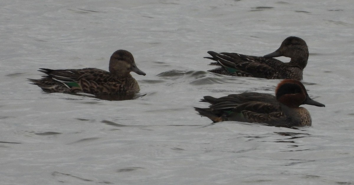 Green-winged Teal - ML613904621