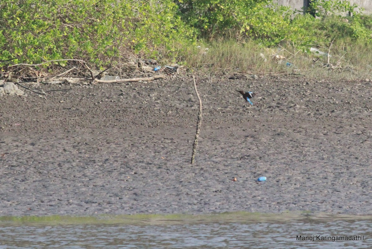 White-throated Kingfisher - ML613904640