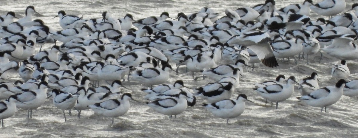 Pied Avocet - ML613904665