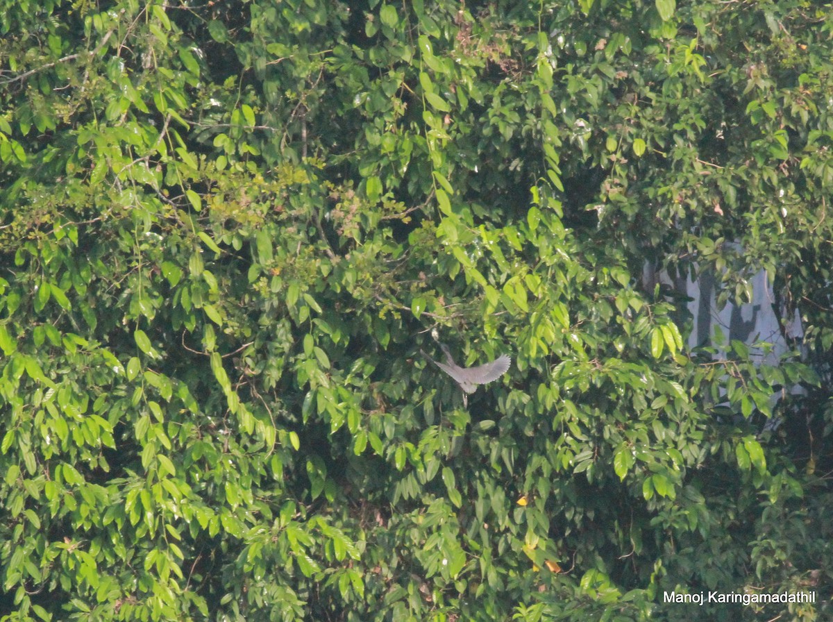 Striated Heron - Manoj Karingamadathil