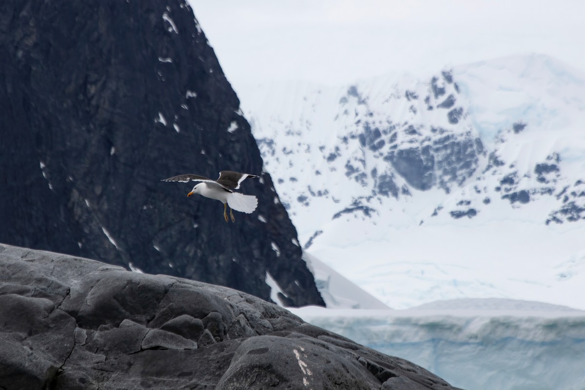 Kelp Gull - ML613904714