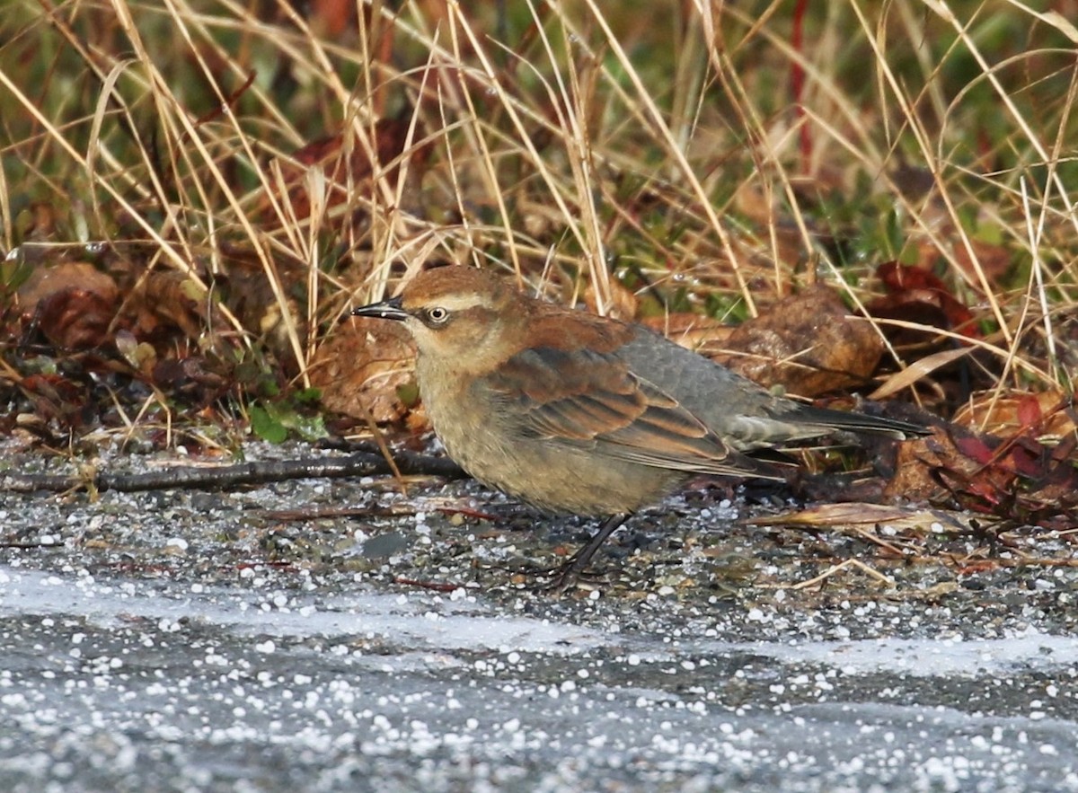 Rusty Blackbird - ML613904726