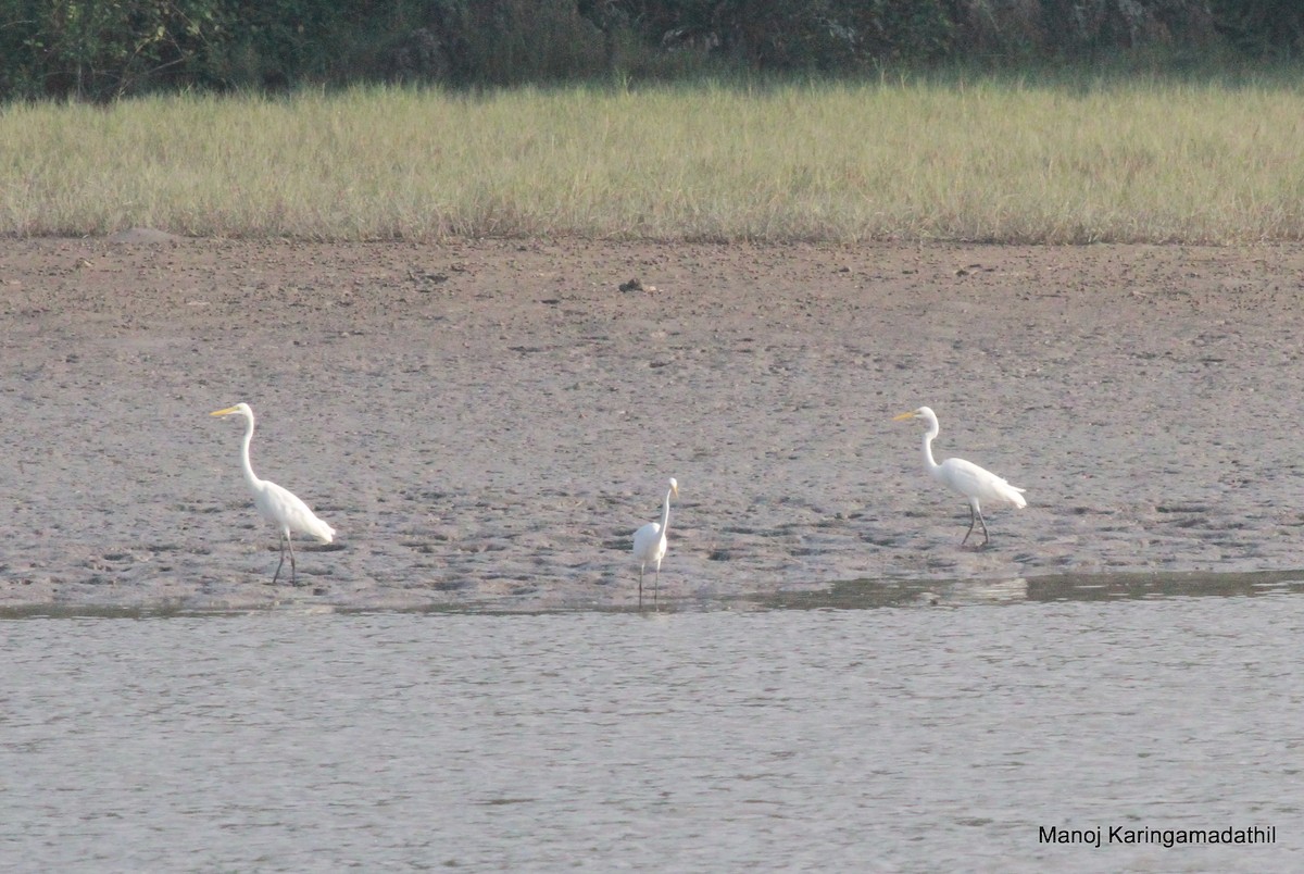 Great Egret - ML613904758