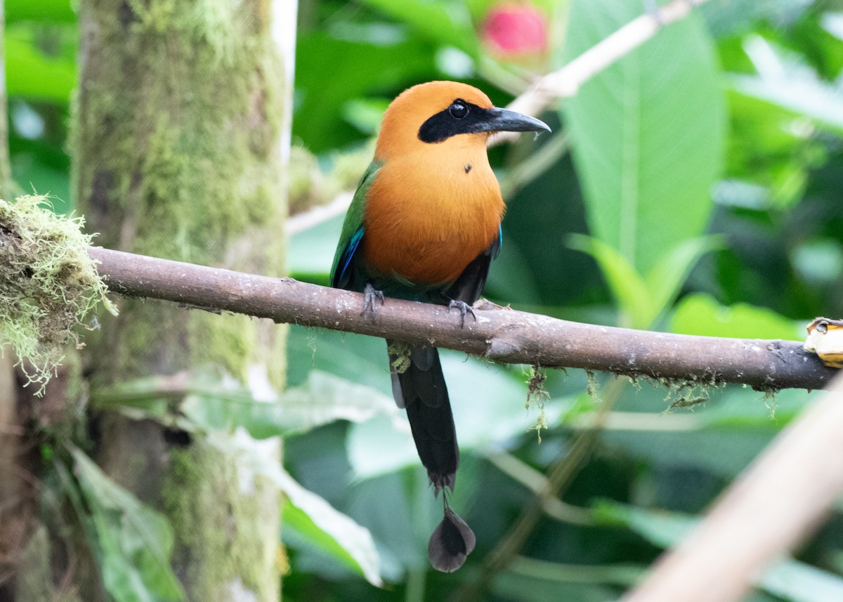 Rufous Motmot - ML613904762