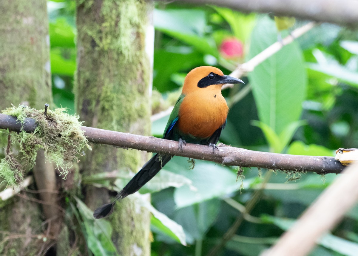 Rufous Motmot - ML613904763