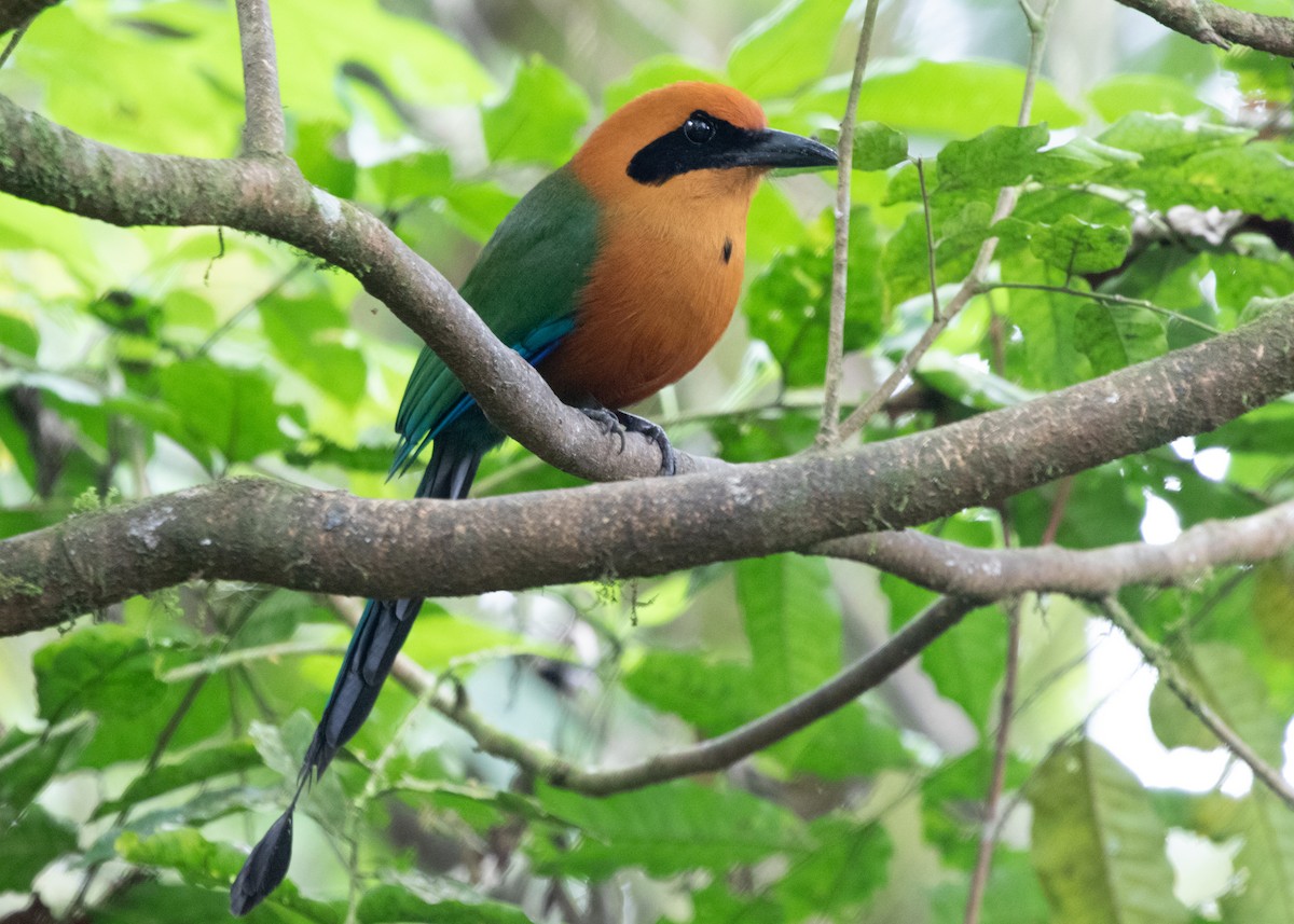 Rufous Motmot - Silvia Faustino Linhares