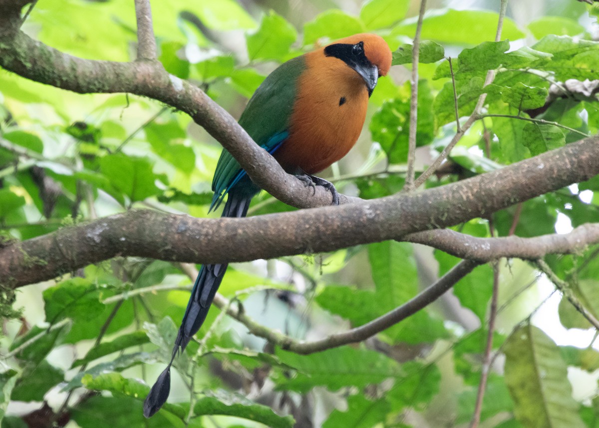 Rufous Motmot - ML613904767