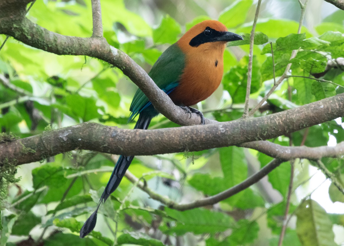 Rufous Motmot - ML613904768