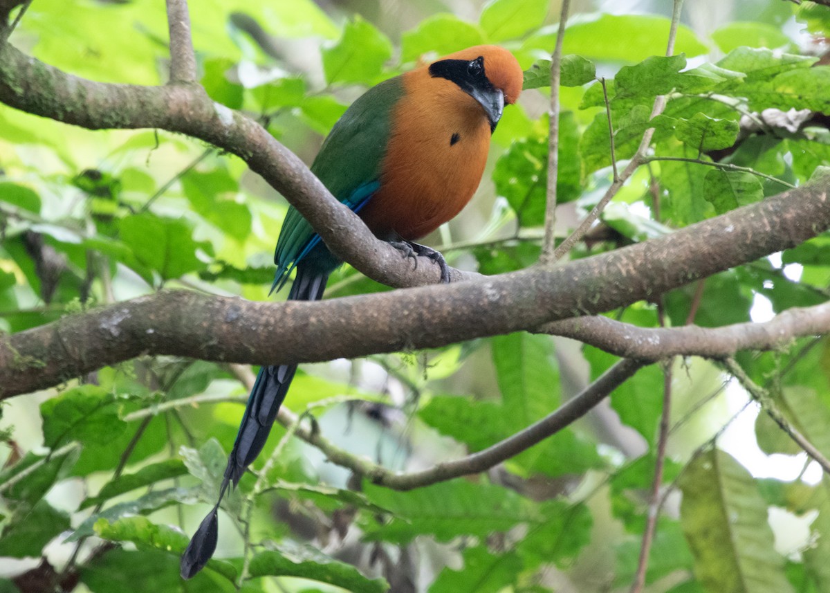 Rufous Motmot - Silvia Faustino Linhares