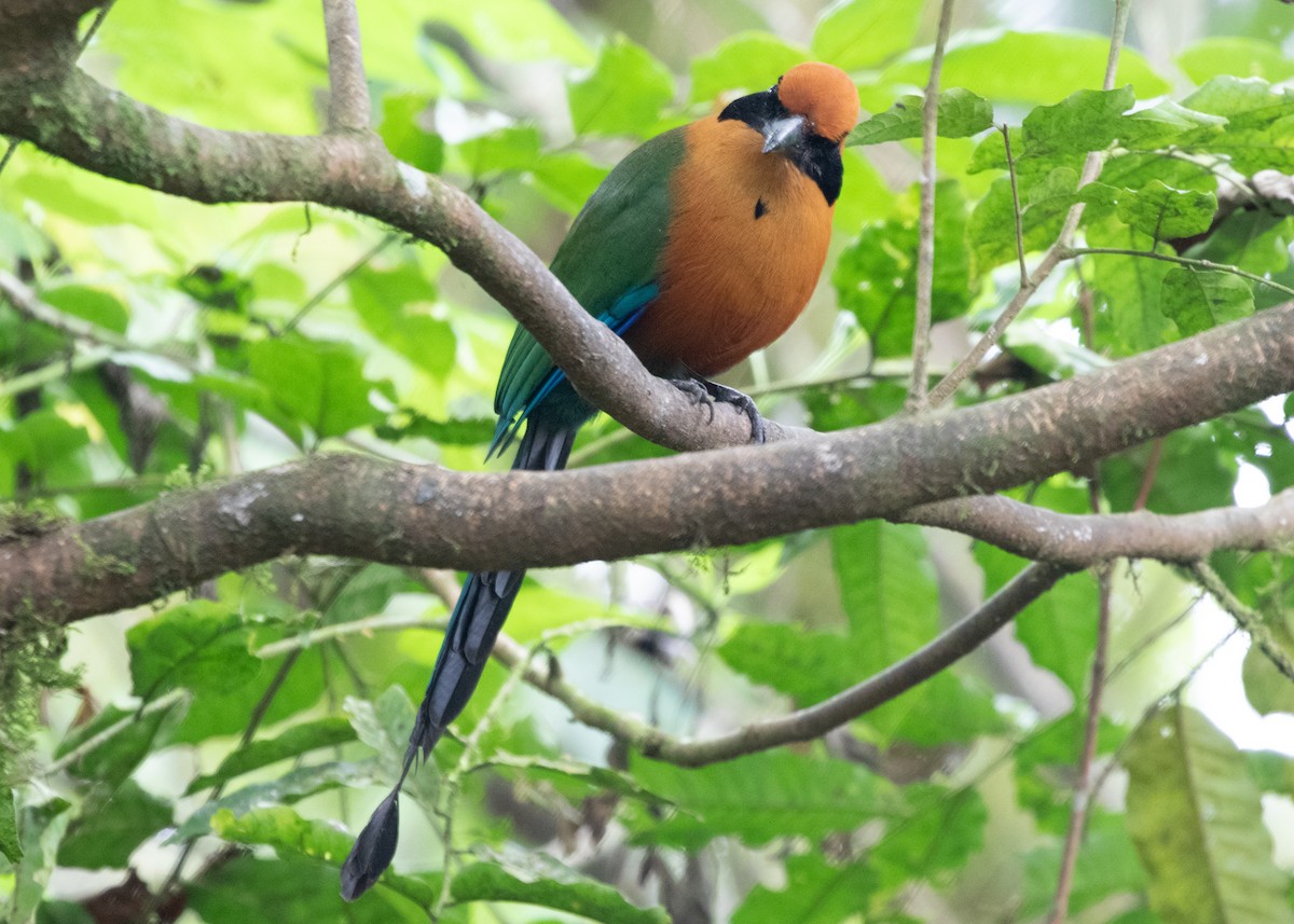 Rufous Motmot - ML613904770