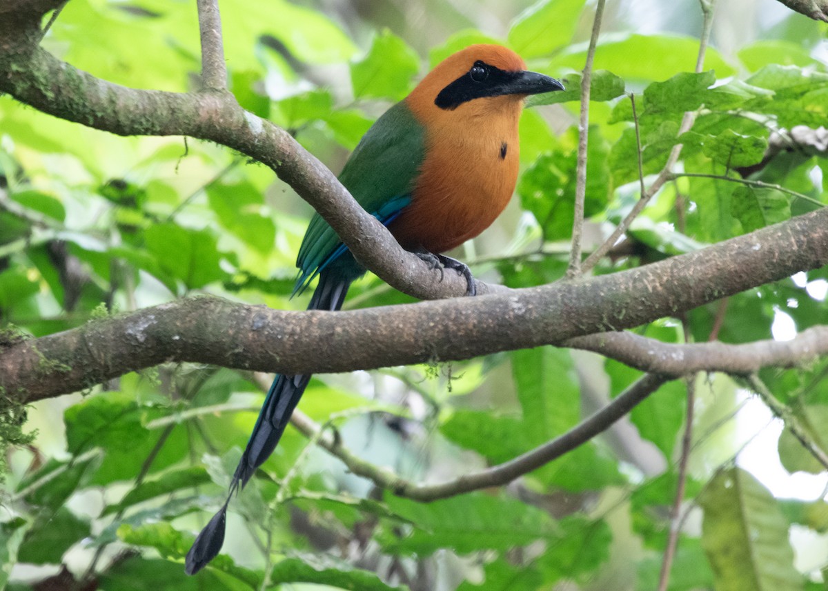 Rufous Motmot - ML613904771