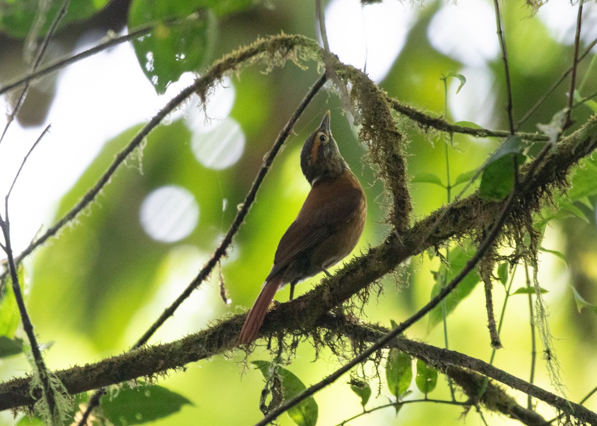 Scaly-throated Foliage-gleaner - ML613904772