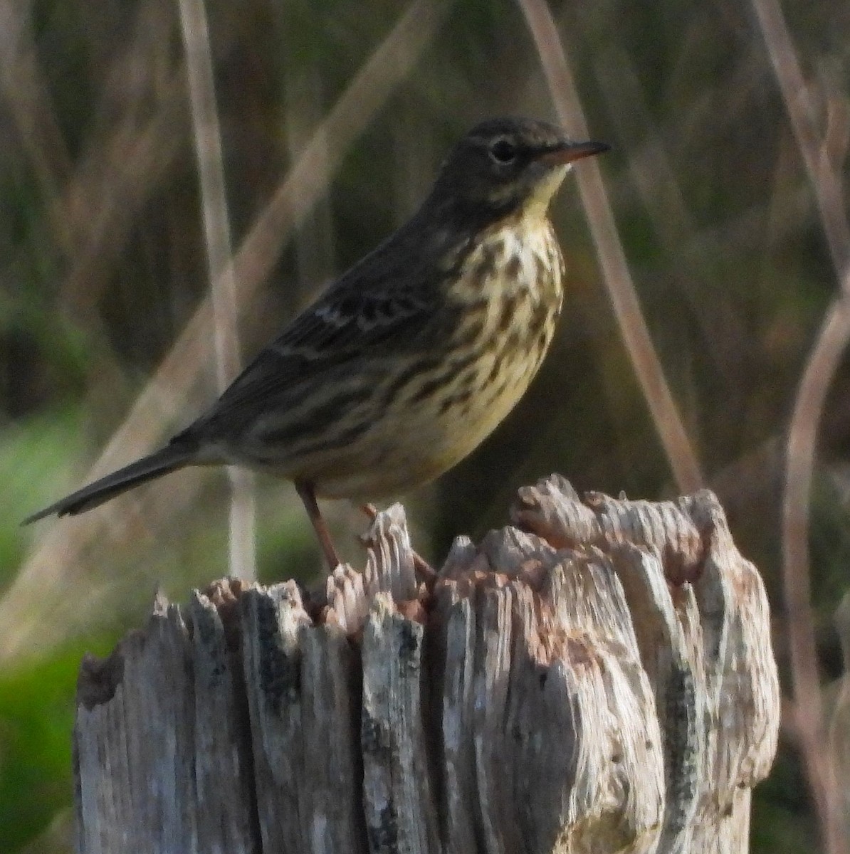 Meadow Pipit - ML613904780