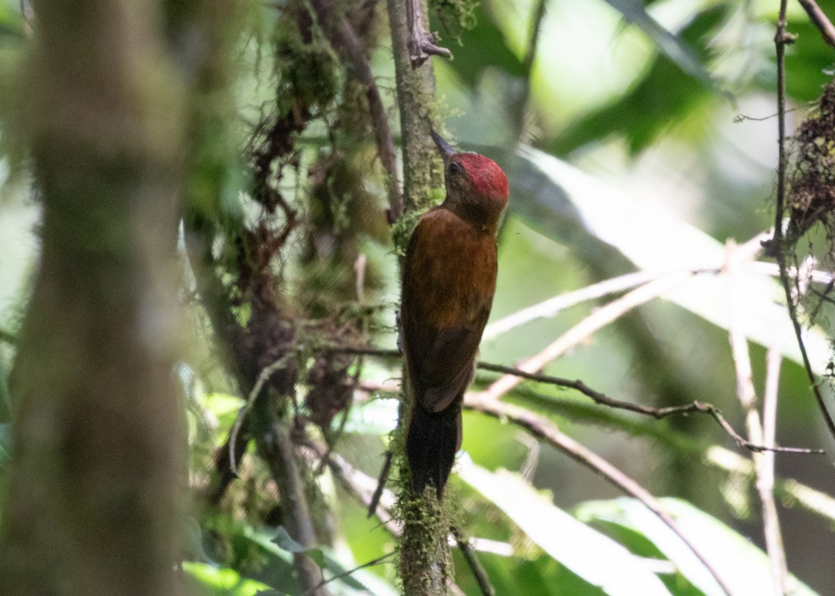 Smoky-brown Woodpecker - Silvia Faustino Linhares