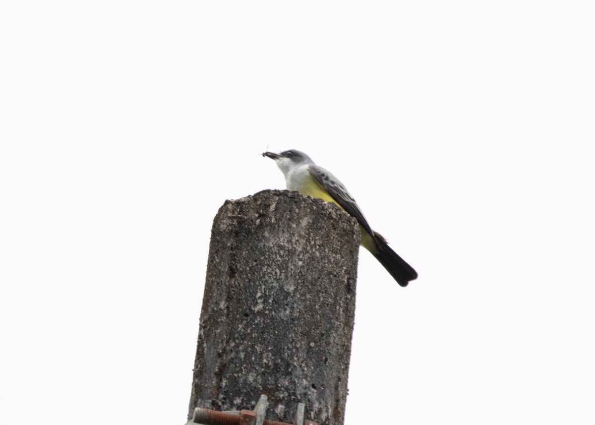 Snowy-throated Kingbird - ML613904792