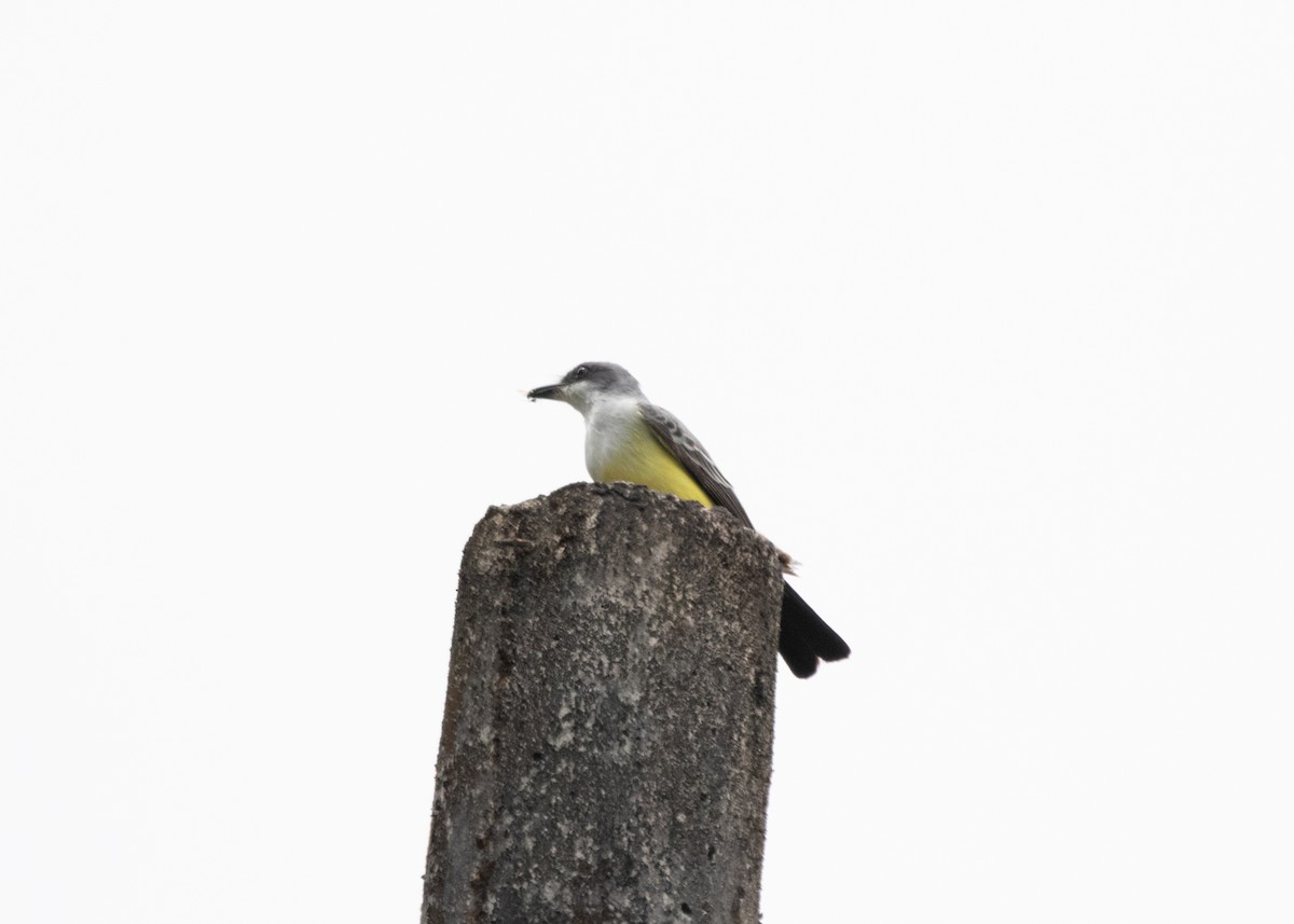 Snowy-throated Kingbird - Silvia Faustino Linhares