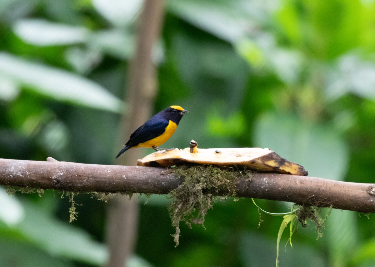 Orange-bellied Euphonia - Silvia Faustino Linhares