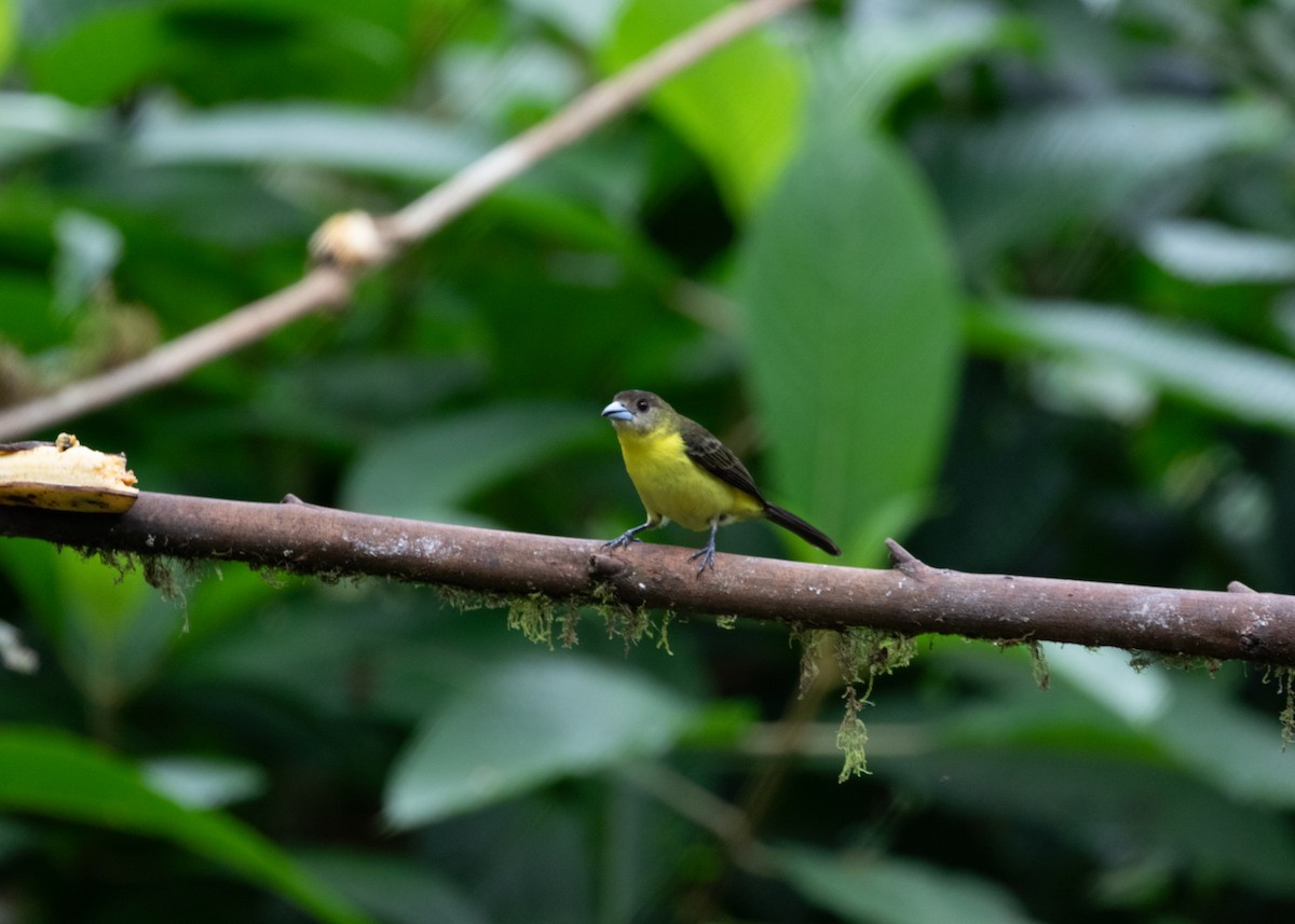 Flame-rumped Tanager (Lemon-rumped) - Silvia Faustino Linhares