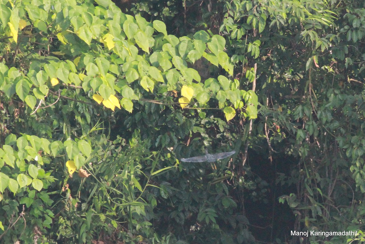 Striated Heron - ML613904806