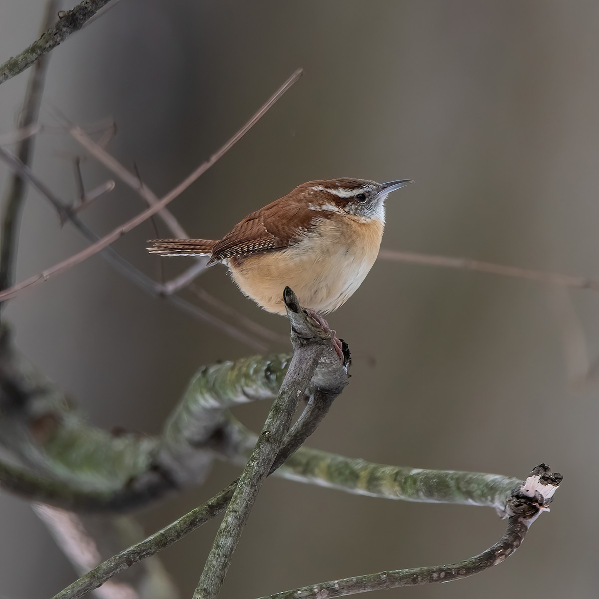 Carolina Wren - ML613904810