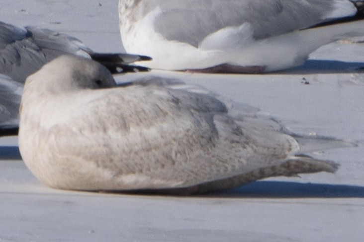 Eismöwe - ML613904833