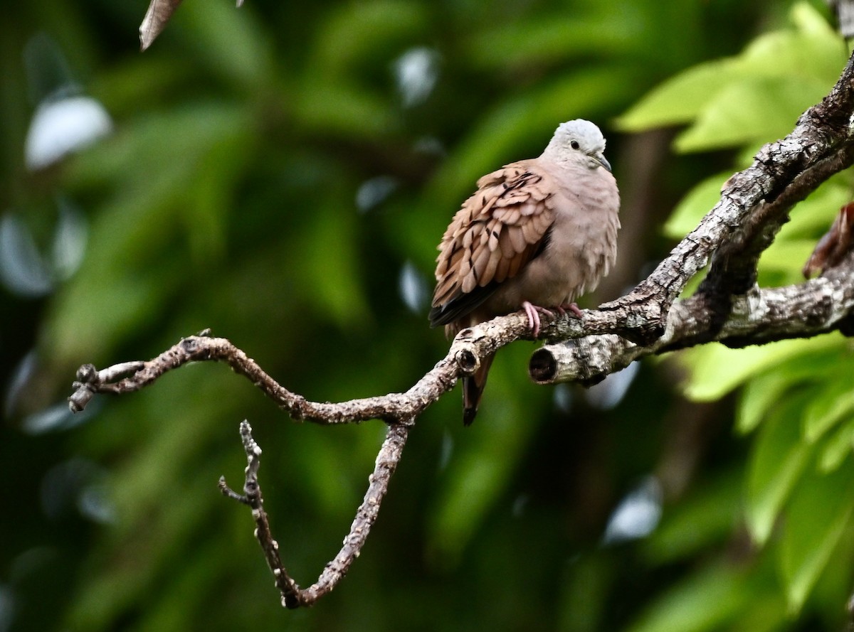 Ruddy Ground Dove - ML613905003