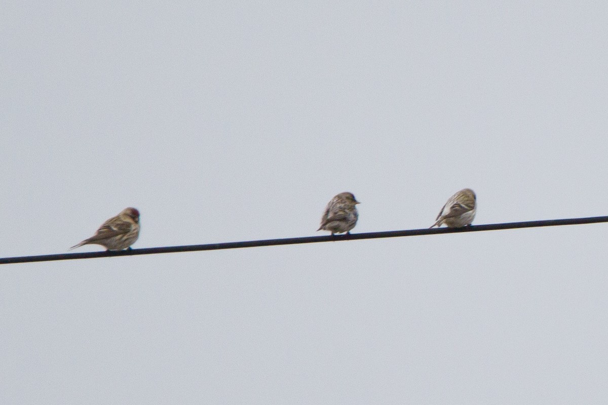 Common Redpoll - ML613905021