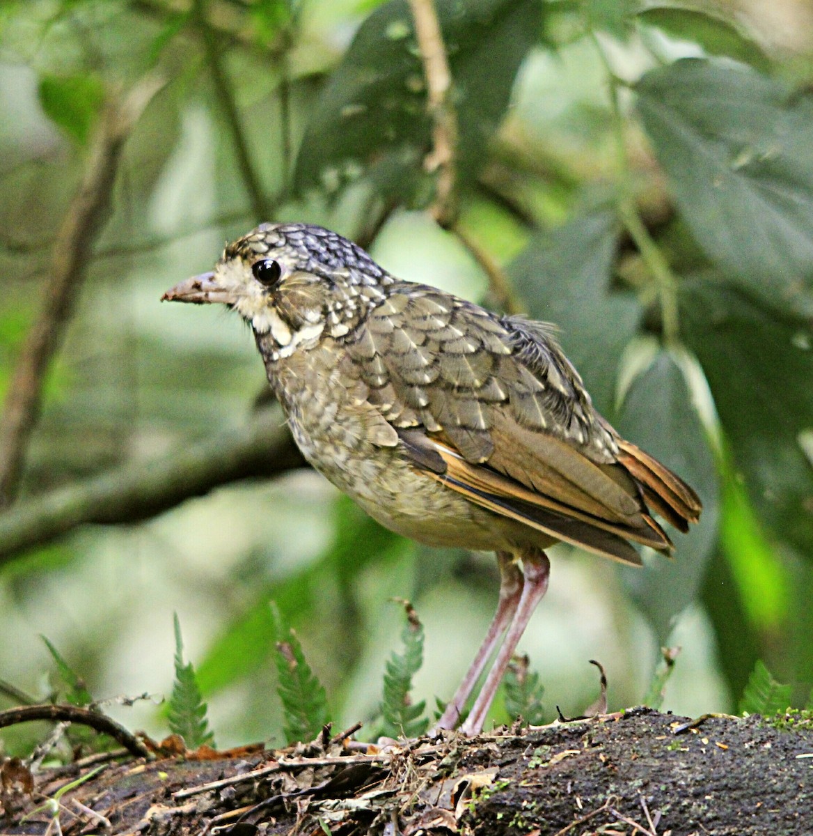 Variegated Antpitta - ML613905065