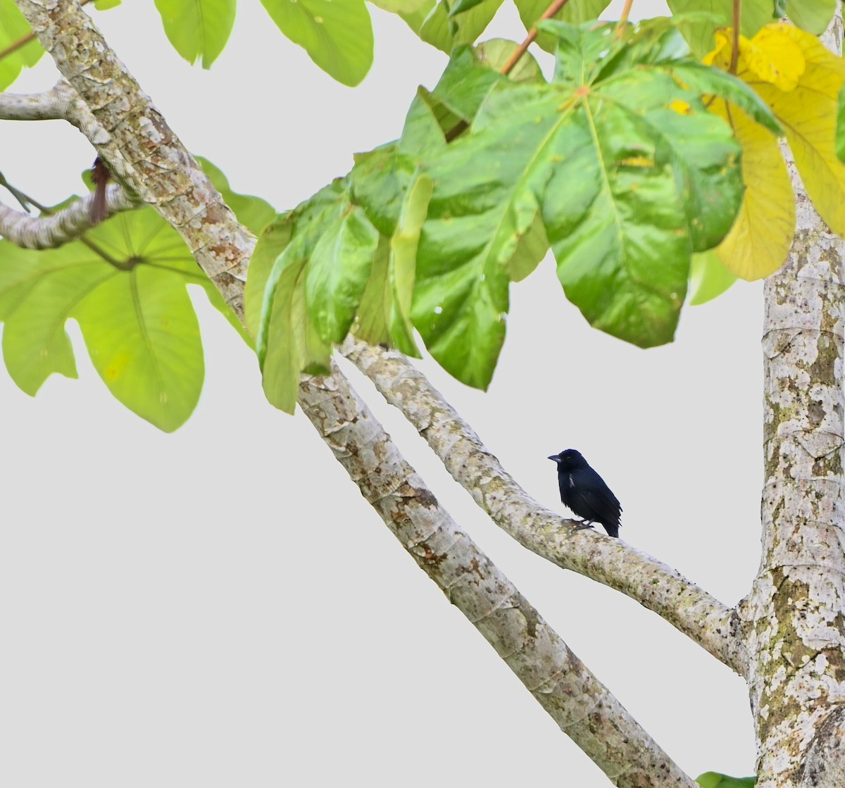 White-lined Tanager - ML613905072
