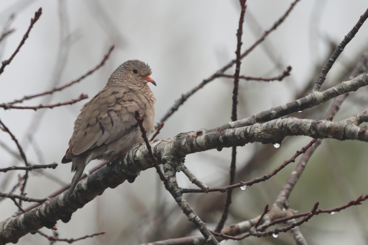 Common Ground Dove - ML613905134