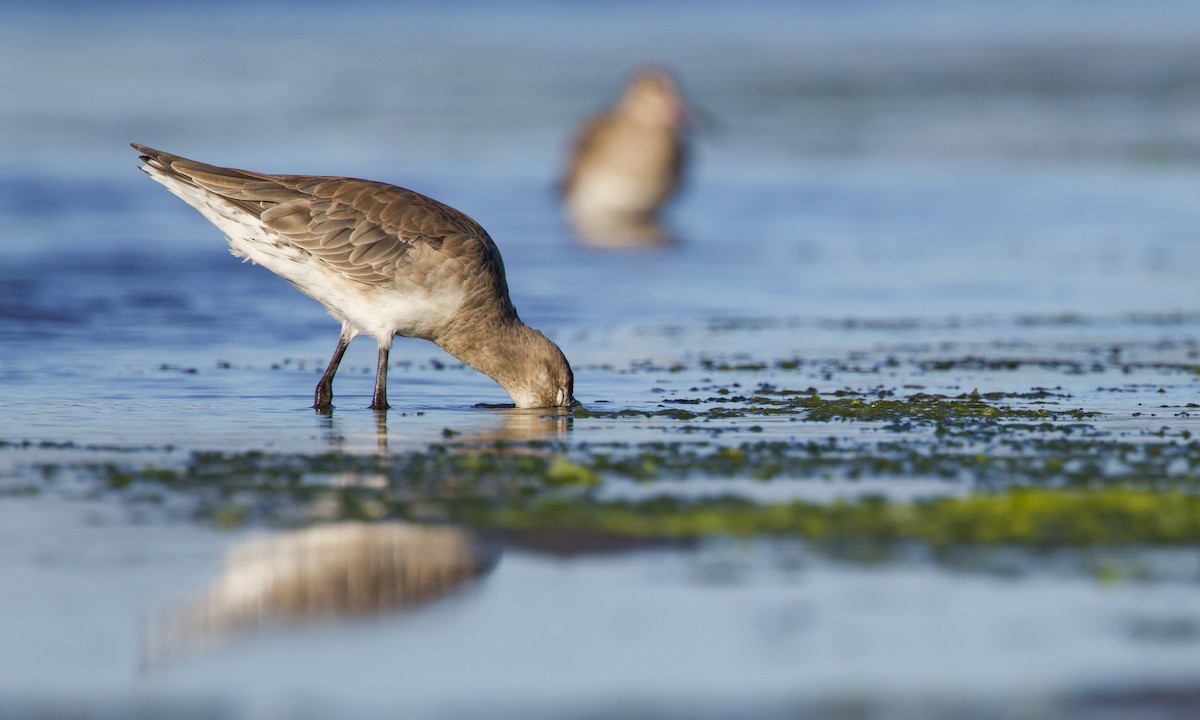 Hudsonian Godwit - Miles Brengle